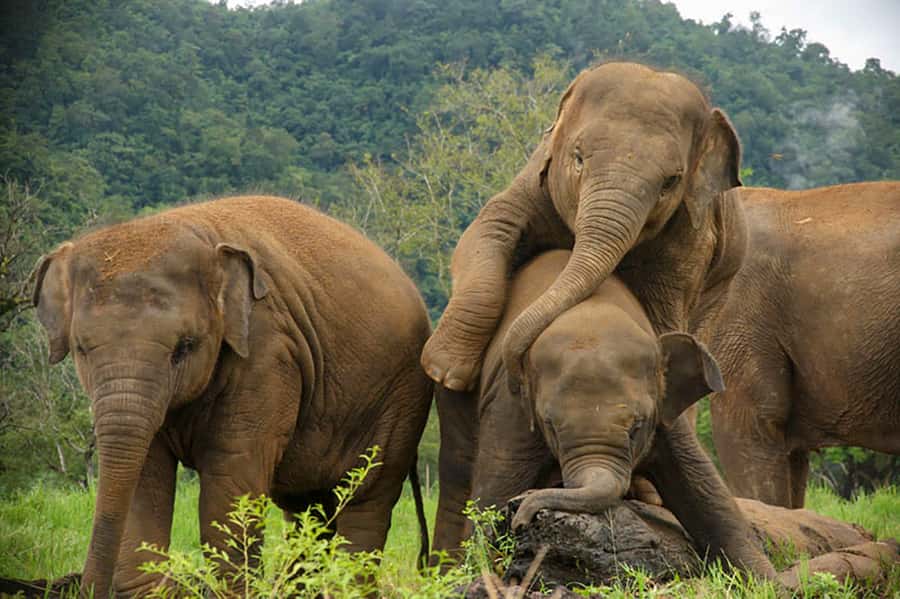 Chiang Mai: Elephant Sanctuary Guided Tour in Spanish - A Half-Day With Gentle Giants in Chiang Mai