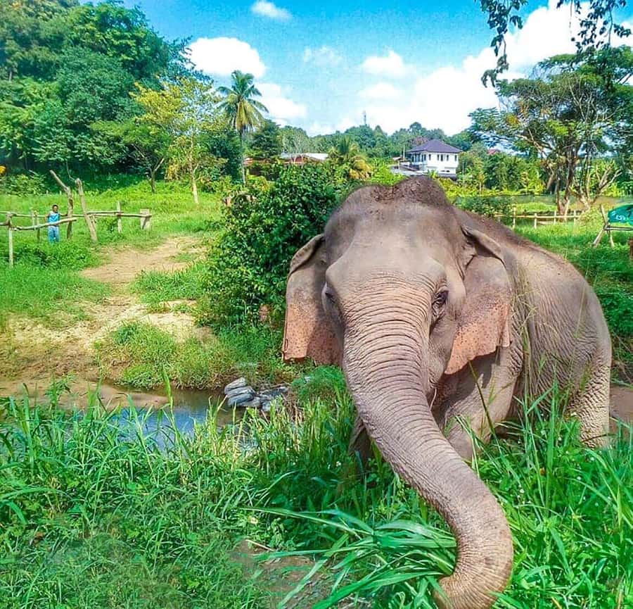 Chiang Mai: Elephant Sanctuary Guided Tour in Spanish - Your Banana Basket Greeting, Up Close and Personal