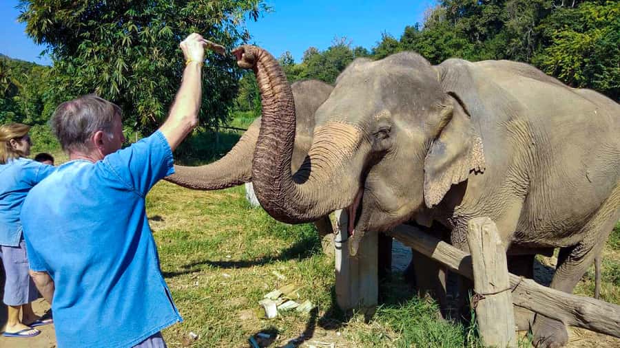 Chiang Mai: Elephant Sanctuary Guided Tour in Spanish - Bathing With Elephants, Expect Water and Plan for It