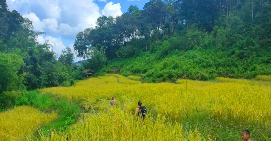 Chiang Mai: Elephant Sanctuary & Jungle Trek w/ Waterfall - Key points before you go