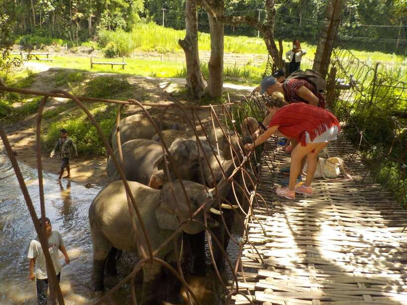 Chiang Mai: Elephant Sanctuary Local Hill Tribe Caretakers - Karen and Hmong Life: Learning Culture Without Turning It Into a Performance