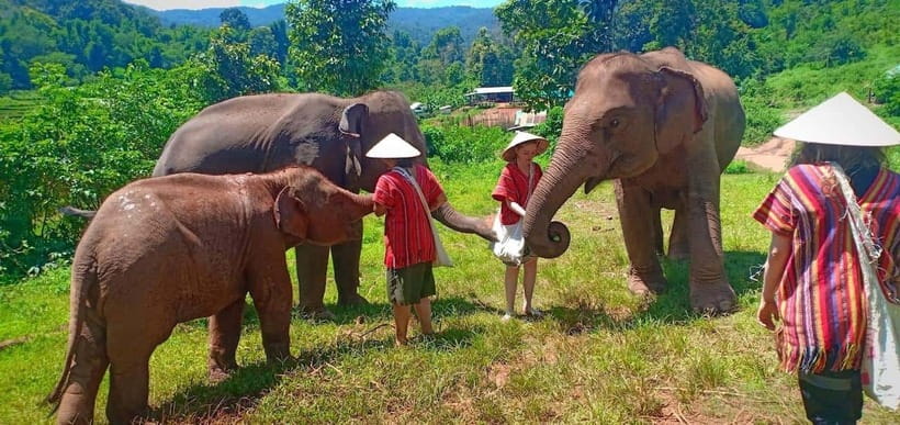 Chiang Mai: Elephant Sanctuary Local Hill Tribe Caretakers - The Real Schedule: Pickup, Camp Transfer, and a Full Morning Rhythm