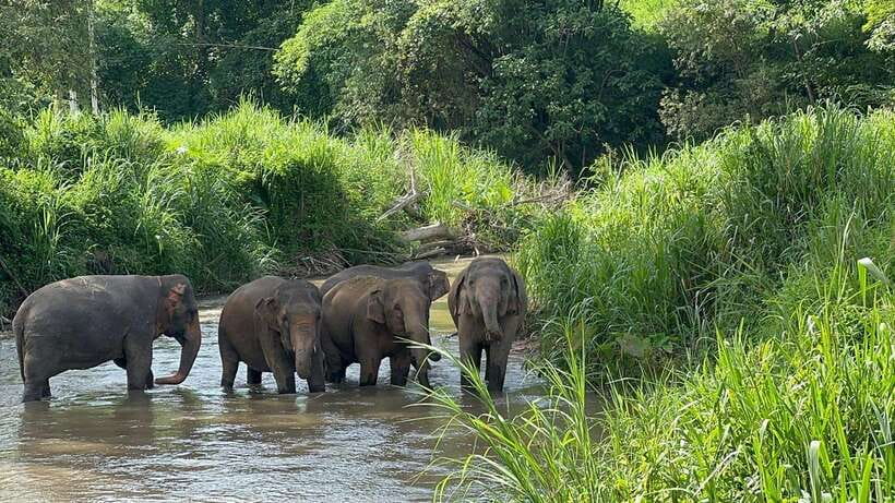 Chiang Mai: Elephant Sanctuary, Monk Trail & Doi Suthep Tour - Morning Pickup and the Van Rhythm