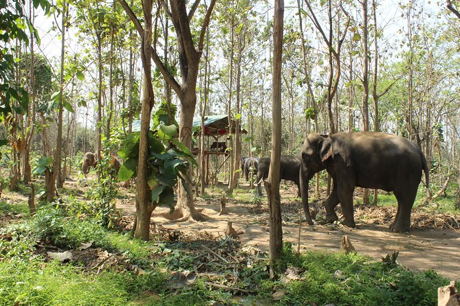 Chiang Mai Elephant Sanctuary Small Group Ethical Tour - Quick hits before you go