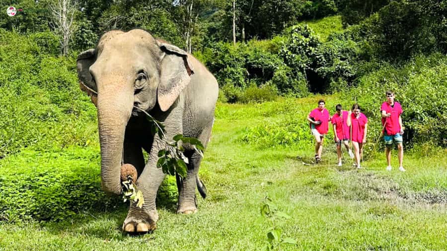 Chiang Mai: Elephant Sanctuary & Suthep Temple Sunrise View - Road Time to Mae Wang: A Real Switch from City to Jungle
