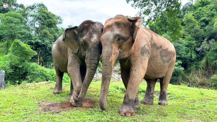 Chiang Mai: Elephant Sanctuary & Suthep Temple Sunrise View - Who Should Book This Tour, and Who Should Skip It
