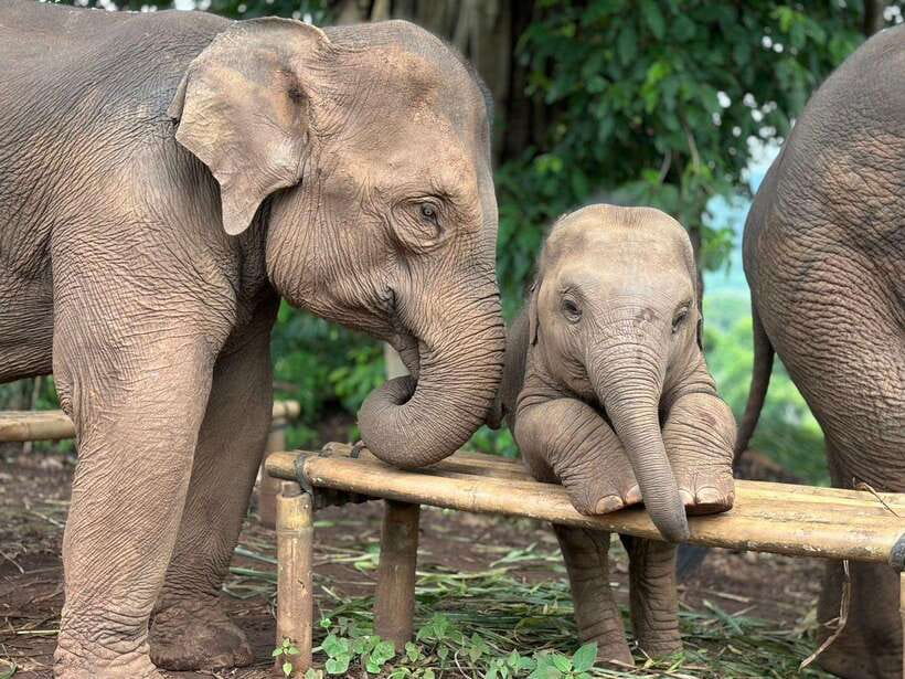 Chiang Mai: Elephant Sanctuary, Waterfall & Bamboo Rafting - Bananas, elephant bathing, and those natural river pools
