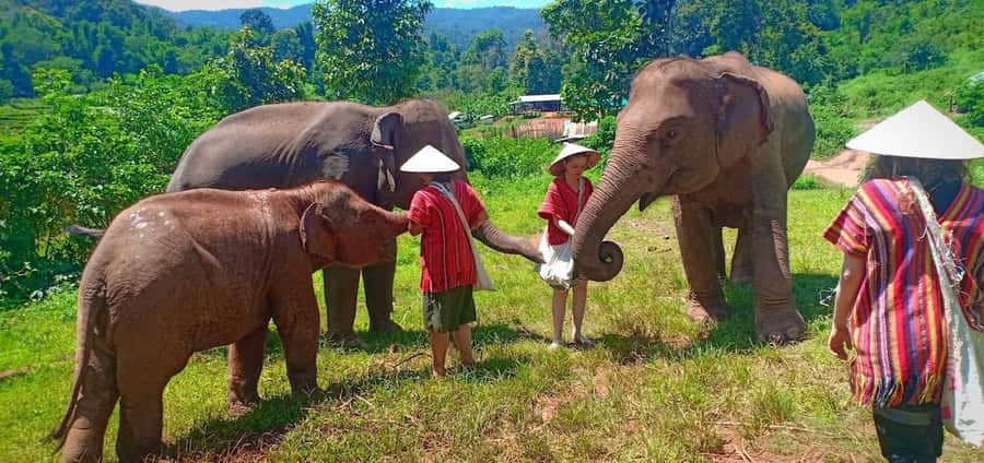 Chiang Mai Elephant Village Life: Long Neck & Bamboo Rafting - Who Should Book, and Who Might Skip It