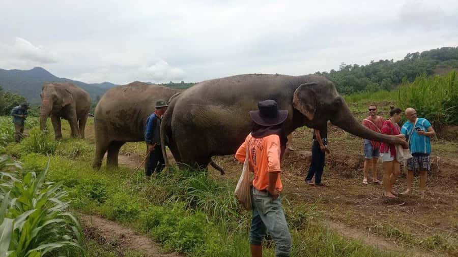 Chiang Mai Elephant Village Life: Long Neck & Bamboo Rafting - Karen Hill Village Visit: Culture Stop and the Long Neck Expectation Check