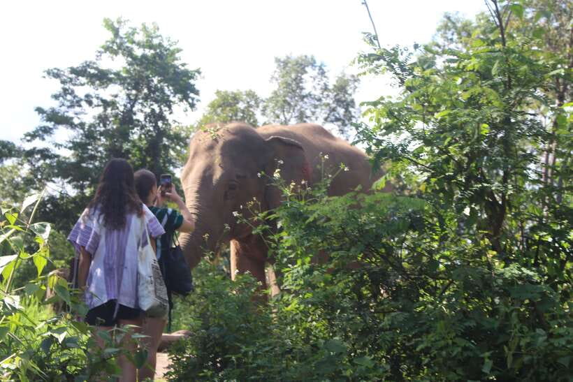 CHIANG MAI ELEPHANT VILLAGE SANCTUARY JUNGLE ADVENTURE - Waterfall Trek and River Time With Elephants