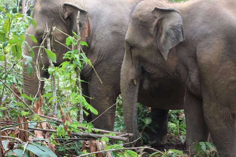 CHIANG MAI ELEPHANT VILLAGE SANCTUARY JUNGLE ADVENTURE - Who Should Book This, and Who Might Want to Skip It