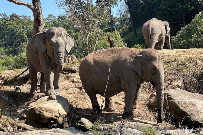 Chiang Mai Elephant Watch and Wang River Rafting - Observing Elephants: Roaming, Bathing, and Social Bonds