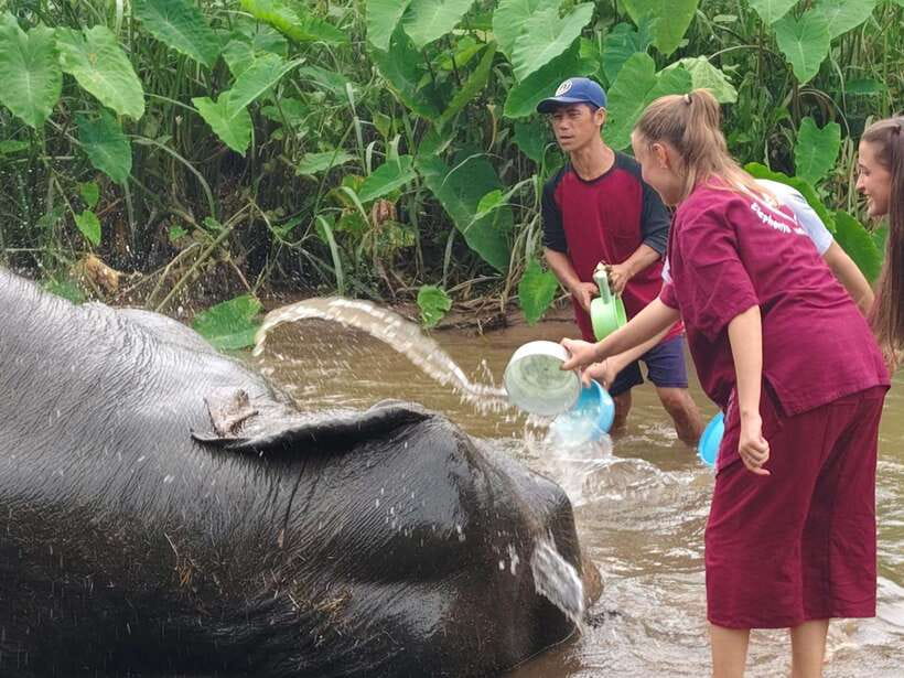 Chiang Mai: Elephants, Sticky Waterfalls, Market and Temple - Wat Ban Den Temple, Colorful Lanna Calm Instead of Photo Chaos