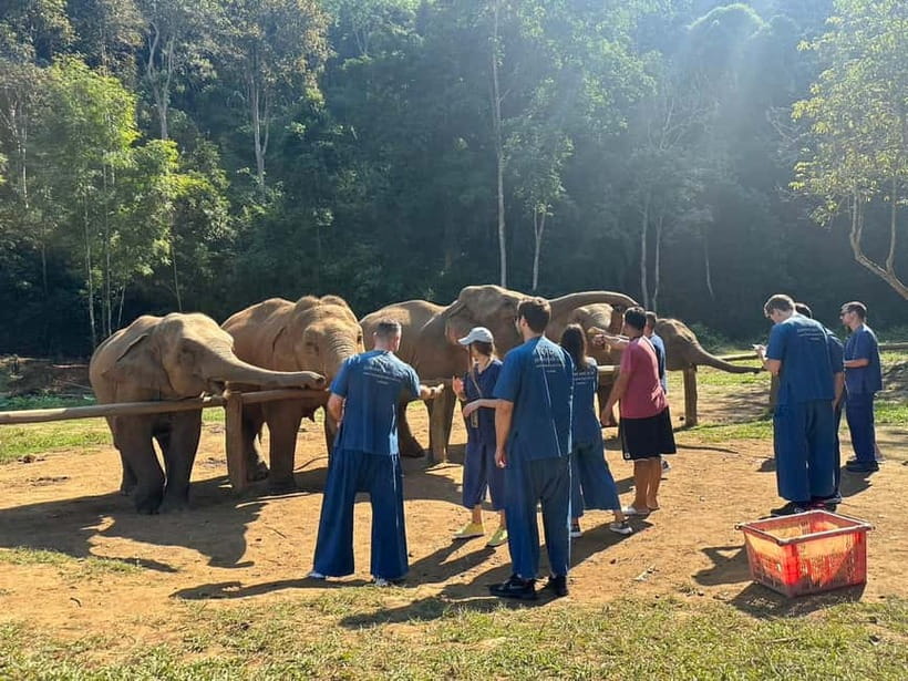 Chiang Mai: Elephants, Waterfall, and White Water Rafting - How the Mae Taeng Day Runs, From 08:00 Pickup to Late Drop-Off