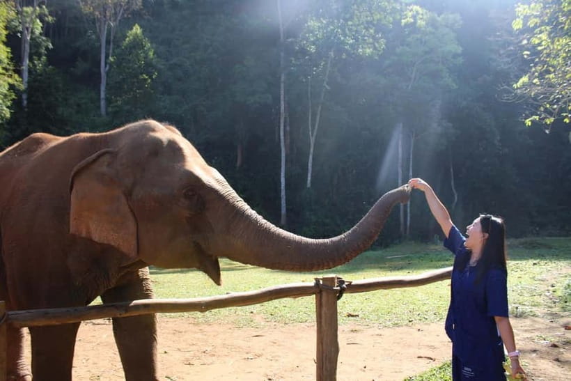Chiang Mai: Elephants, Waterfall, and White Water Rafting - Walking With Rescued Elephants: What Interaction Really Means