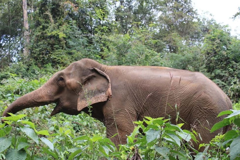 Chiang Mai: Elephants, Waterfall, and White Water Rafting - The Trek to a 20-30 m Waterfall, Plus 40 Minutes of Cooling Off