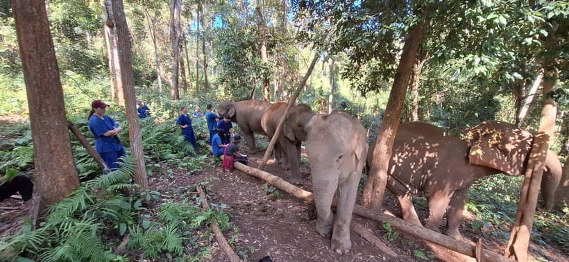 Chiang Mai: Elephants, Waterfall, and White Water Rafting - Price and Value: Why $77 Can Make Sense for a Full Jungle Day