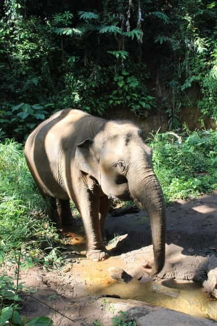 Chiang Mai: Elephants, Waterfall, and White Water Rafting - Packing Tips That Actually Matter for Elephants, Water, and Rapids