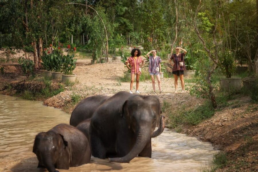 Chiang Mai: Ethical Elephant Encounter Feeding Program - FAQ