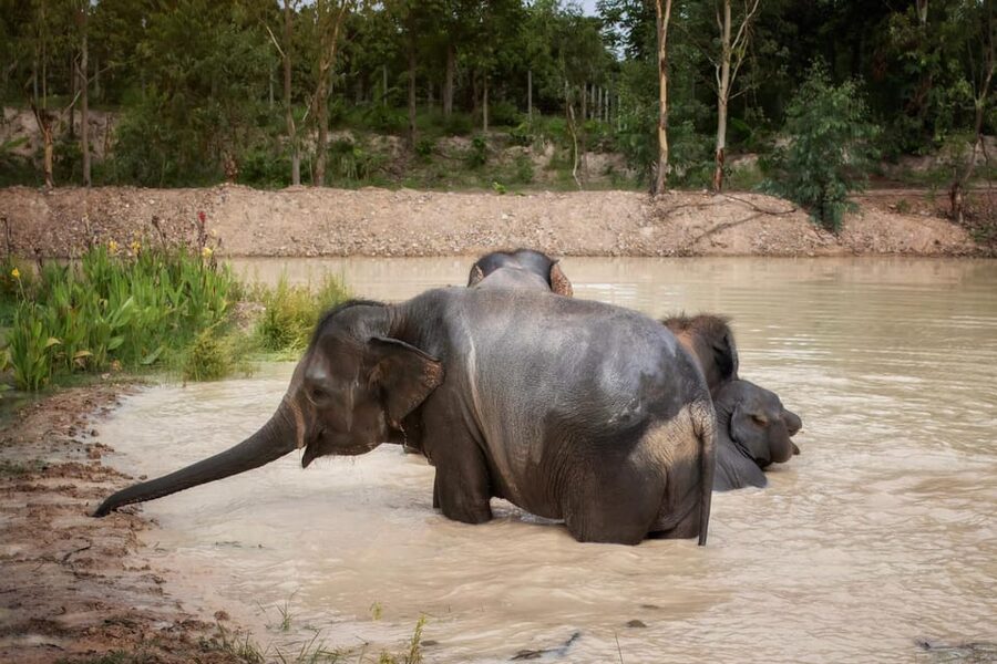 Chiang Mai: Ethical Elephant Encounter Feeding Program - Where You Meet and How the Hour Flows