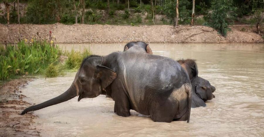 Chiang Mai: Ethical Elephant Encounter Feeding Program - Learning Elephant Behavior, History, and Communication