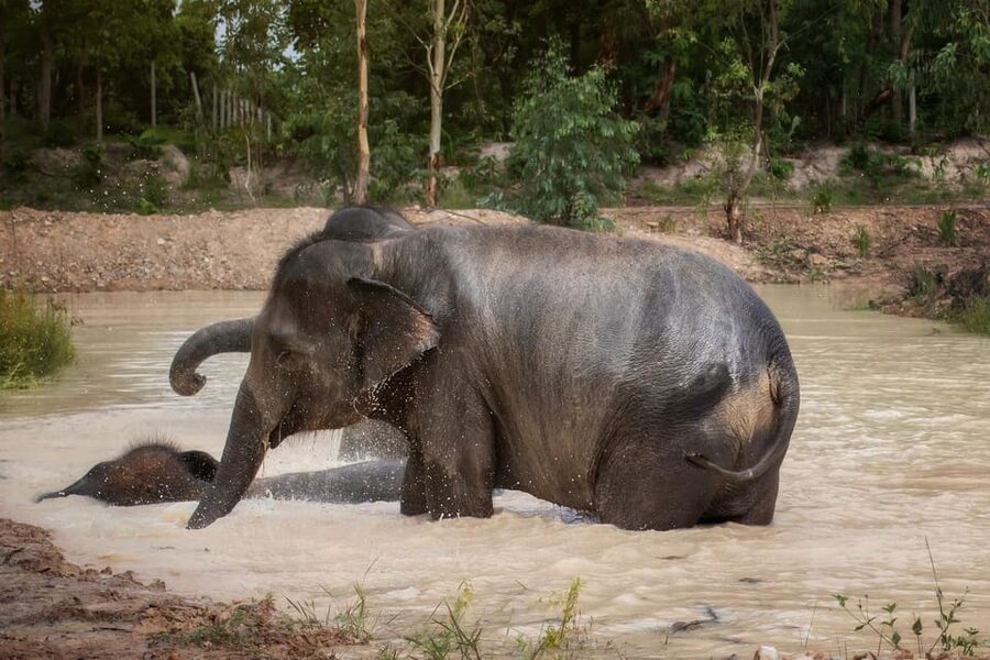 Chiang Mai: Ethical Elephant Encounter Feeding Program - The People, the Rules, and What Makes It Feel Ethical