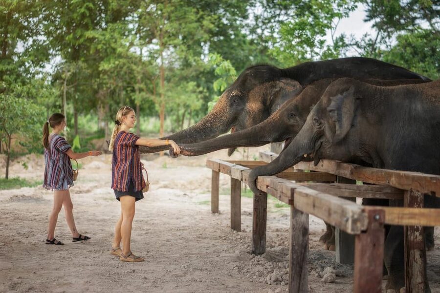 Chiang Mai: Ethical Elephant Encounter Feeding Program - What’s Included for $22, and What You Pay Separately