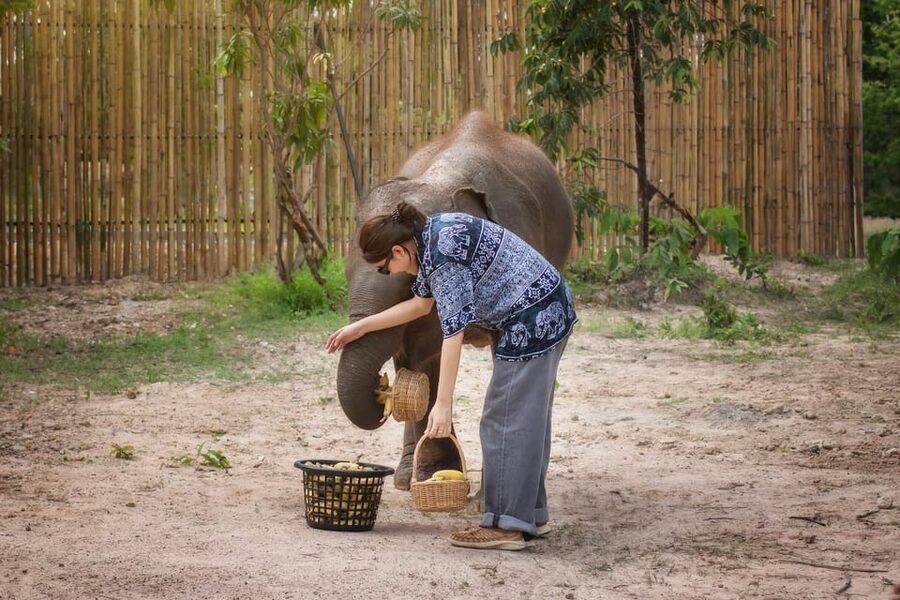 Chiang Mai: Ethical Elephant Encounter Feeding Program - Is This the Right Chiang Mai Elephant Tour for You?