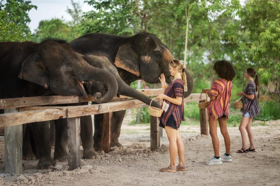 Chiang Mai: Ethical Elephant Encounter Feeding Program - Should You Book This Ethical Elephant Feeding Program?