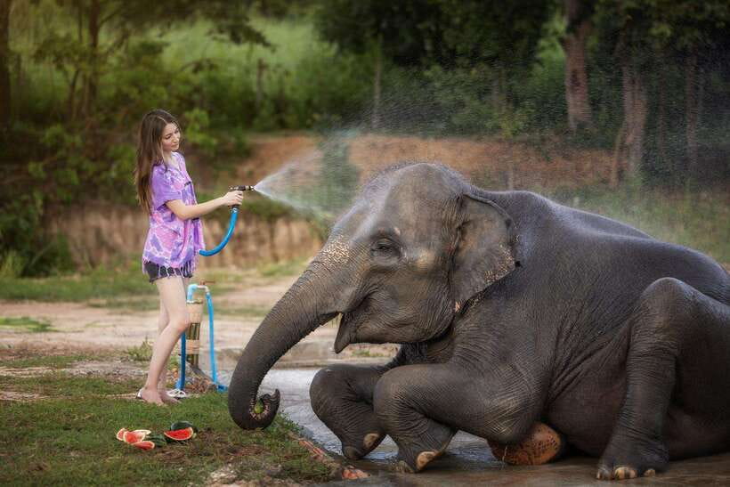 Chiang Mai: Ethical Elephant Feeding & Shower Program - Ethical elephant feeding plus a real shower routine in Chiang Mai