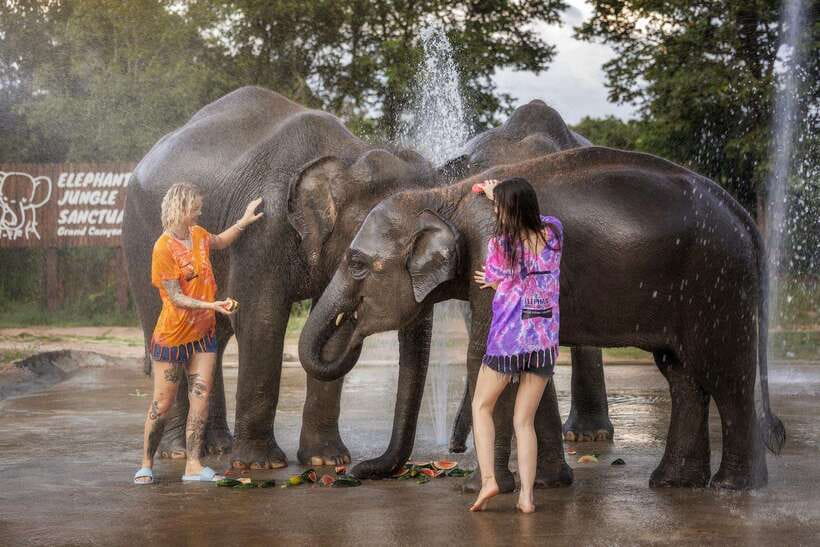Chiang Mai: Ethical Elephant Feeding & Shower Program - Price and value for a 2 to 4 hour elephant encounter
