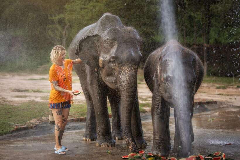 Chiang Mai: Ethical Elephant Feeding & Shower Program - Feeding from the viewing platform, and learning their behavior