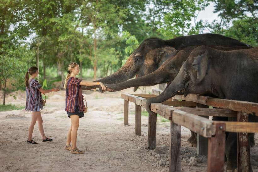 Chiang Mai: Ethical Elephant Feeding & Shower Program - Who should book this Feed and Shower program?
