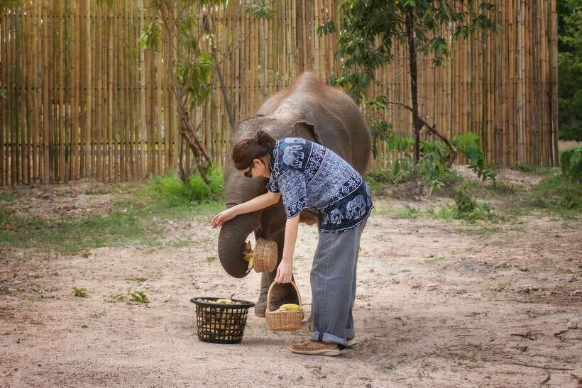 Chiang Mai: Ethical Elephant Feeding & Shower Program - What to pack for Chiang Mai heat, insects, and the shower