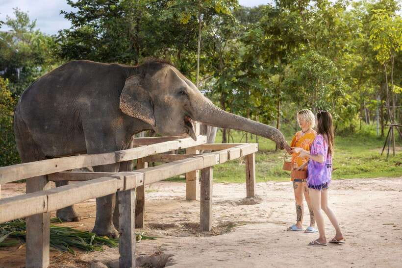 Chiang Mai: Ethical Elephant Feeding & Shower Program - Booking decisions, should you do Feed and Shower now?
