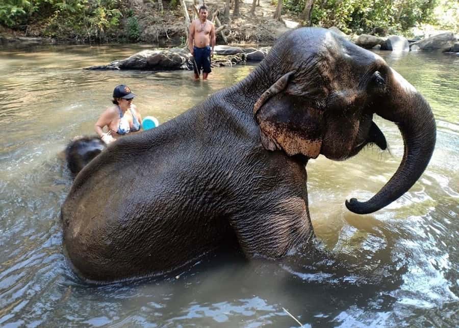Chiang Mai : Ethical Elephant Sanctuary and ATV Adventure - Price and value: what $93 per person really buys