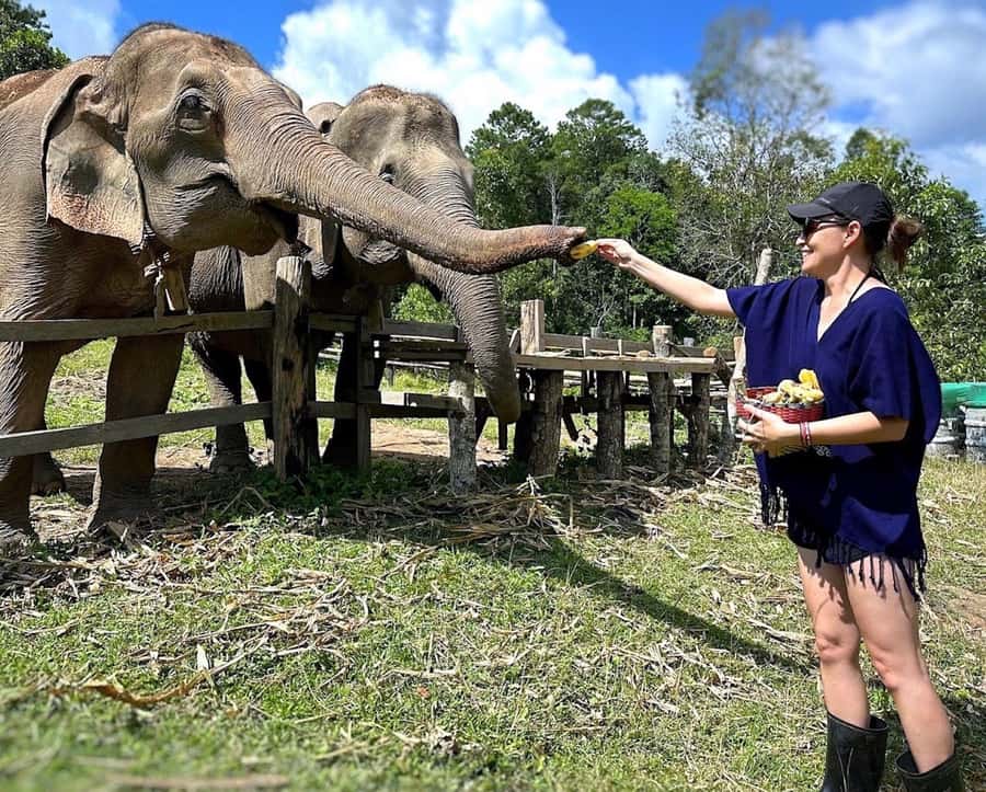 Chiang Mai : Ethical Elephant Sanctuary and ATV Adventure - Morning pickup and the drive to Living Green Elephant Sanctuary