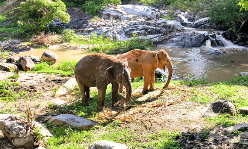 Chiang Mai: Ethical Half Day Elephant Sanctuary & Waterfall - Key Things I’d Put on Your Mental Checklist