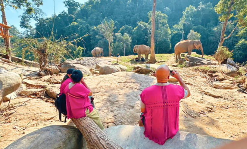 Chiang Mai: Ethical Half Day Elephant Sanctuary & Waterfall - Following the Herd Through the Jungle: What Walking With Them Really Means