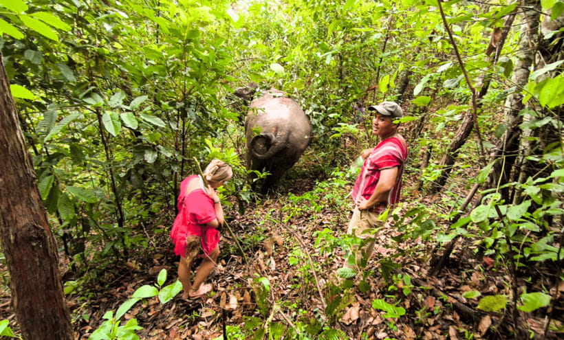 Chiang Mai: Ethical Half Day Elephant Sanctuary & Waterfall - Wildlife Viewing Plus Tea by the Waterfall: A Reset Without Elephant Bathing
