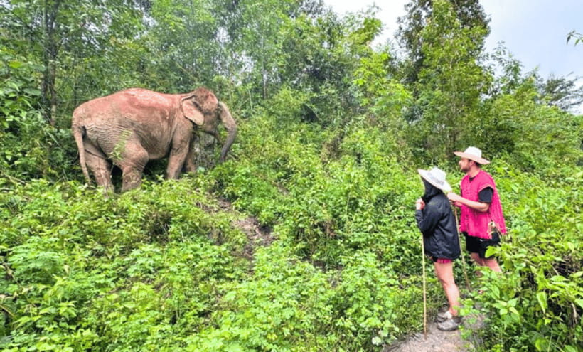 Chiang Mai: Ethical Half Day Elephant Sanctuary & Waterfall - Who Should Book This, and Who Might Rethink It