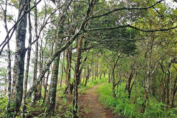 Chiang Mai - Exclusive Trek to Doi Suthep - Hotel Pickup and Shared Transfer, Done Practical