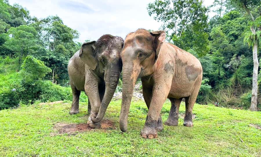 Chiang Mai: Full Day Ethical Elephant Sanctuary & Waterfall - Key things I’d bookmark