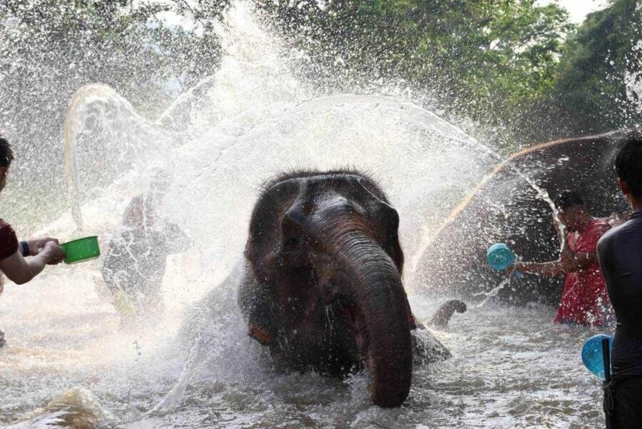 Chiang Mai: Full-Day Kerchor Elephant Eco Park Tour & Trek - Feeding and Walking Elephants: The Best Part of the Day
