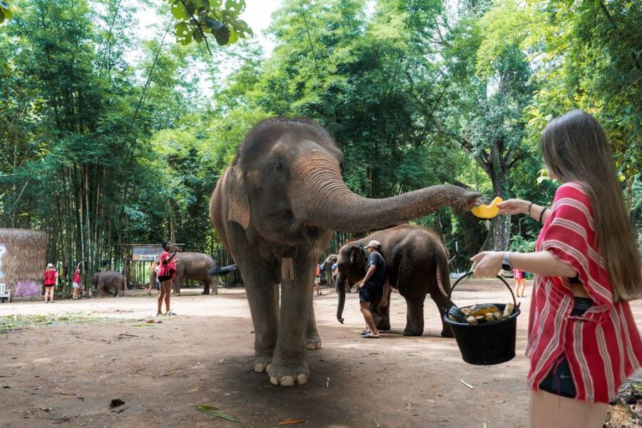 Chiang Mai: Full-Day Kerchor Elephant Eco Park Tour & Trek - Sugar Cane, Bananas, and Making Herbal Medicine Balls