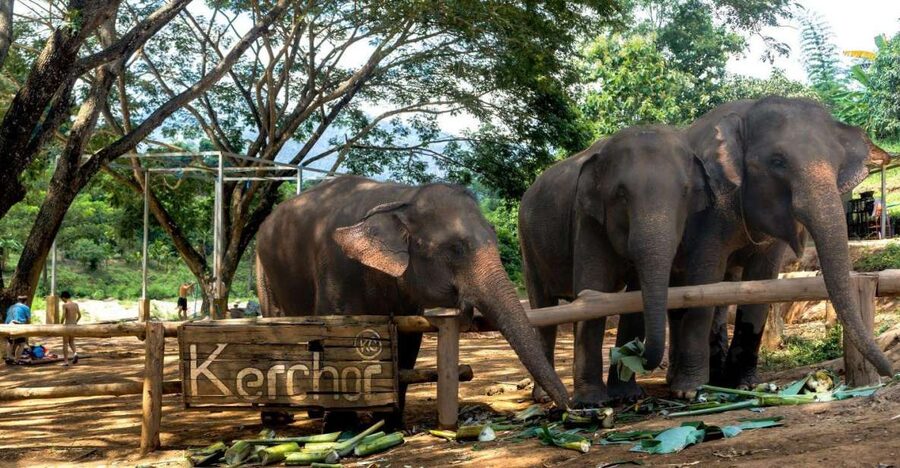 Chiang Mai: Full-Day Kerchor Elephant Eco Park Tour & Trek - Elephant Care Ethics: No Rides, Respectful Interaction
