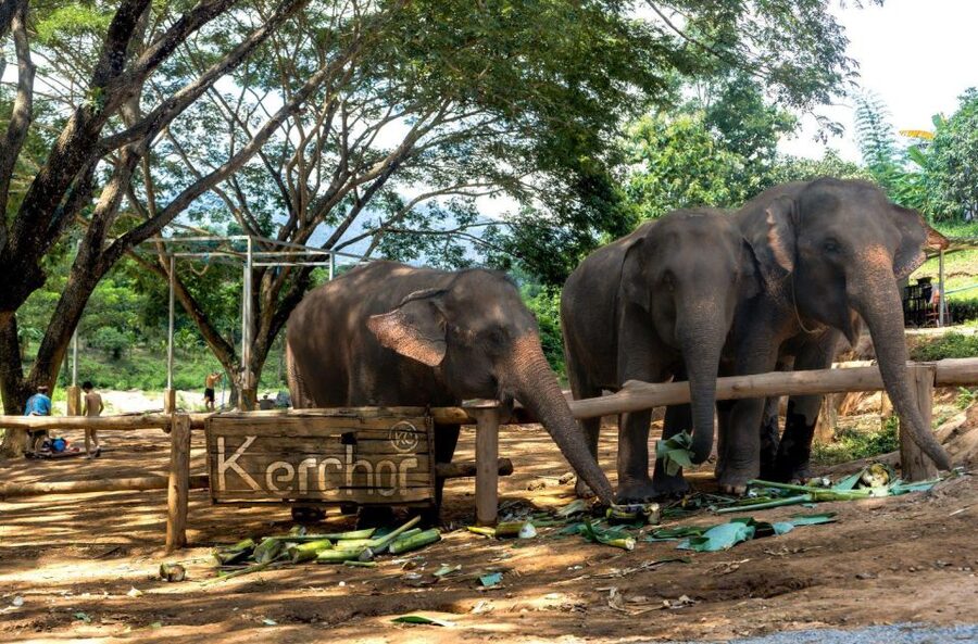 Chiang Mai: Full-Day Kerchor Elephant Eco Park Tour & Trek - Bamboo Rafting Down the River: Cold Water and Mud That Comes With the Fun