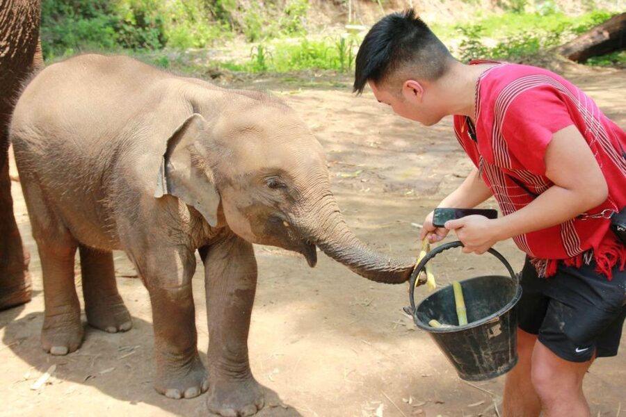 Chiang Mai: Full-Day Kerchor Elephant Eco Park Tour & Trek - Water Views Along the Raft: Other Elephant Sanctuaries and Scenery