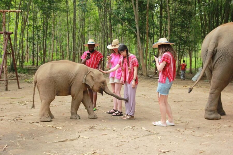 Chiang Mai: Full-Day Kerchor Elephant Eco Park Tour & Trek - Pickup and Getting There: Know the Meeting Point