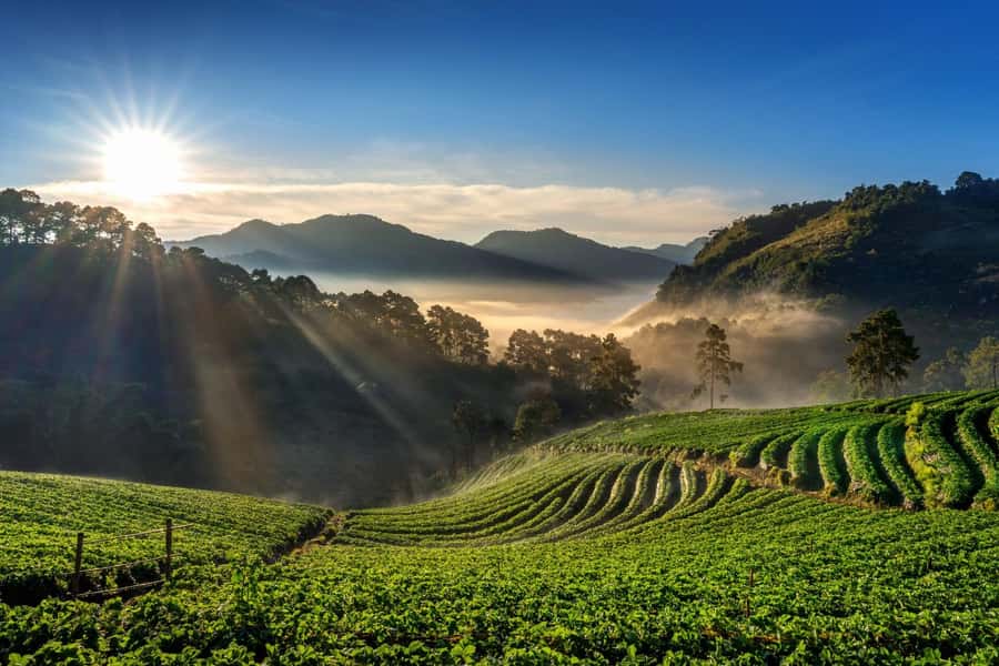 Chiang Mai: Full-Day Private Car Charter to Doi Ang Khang - Ang Khang Royal Agricultural Station and King Rama 9’s winter plant projects